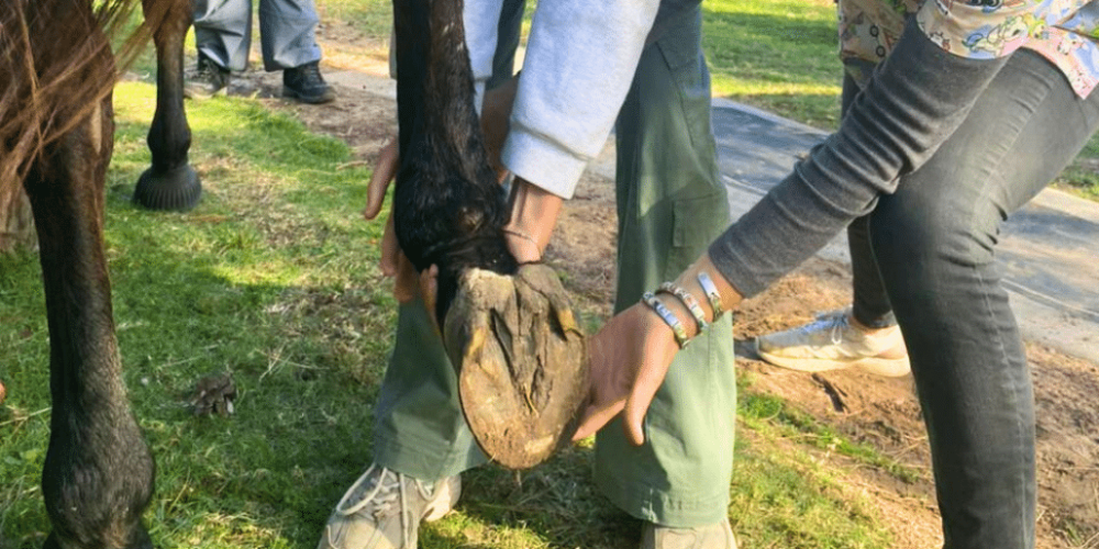 south-africa-pre-veterinary-internship-&-safari-experience-6