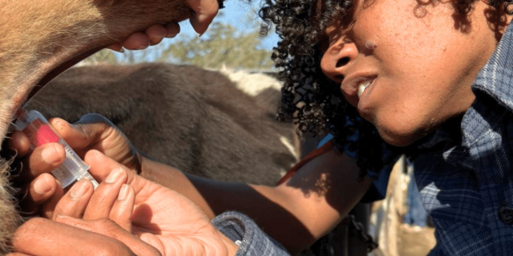 south-africa-pre-veterinary-internship-&-safari-experience-7