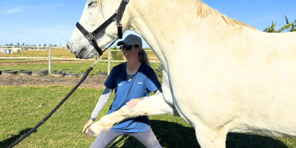 south-africa-pre-veterinary-internship-&-safari-experience-8