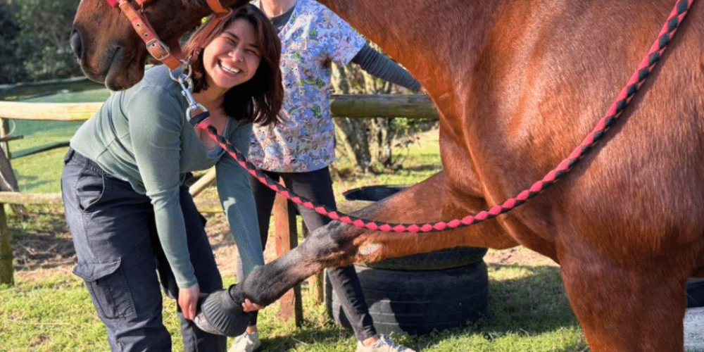 south-africa-pre-veterinary-internship-&-safari-experience-9