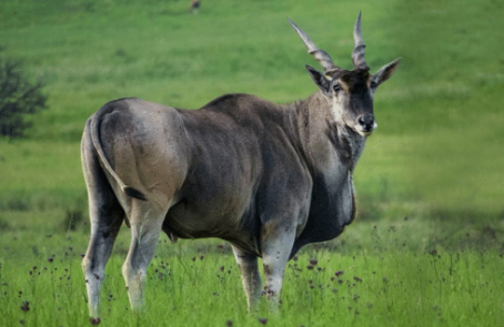 south-africa-pre-veterinary-internship-&-safari-experience-main-6 (1)