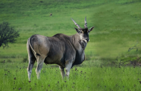 south-africa-pre-veterinary-internship-&-safari-experience-main-6