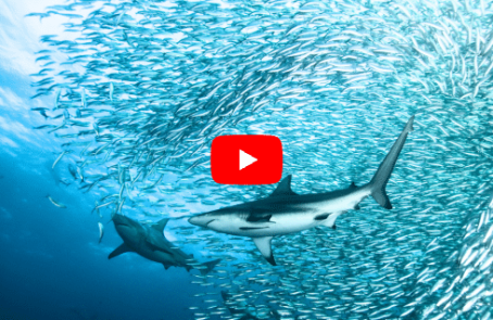 south-africa–sardine-run-ocean-expedition-yt-main-1
