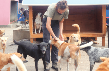 sri-lanka-dog-care-and-veterinary-assistance-main-6