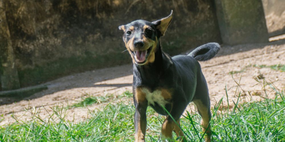 sri-lanka-dog-care-and-veterinary-assistance-new5