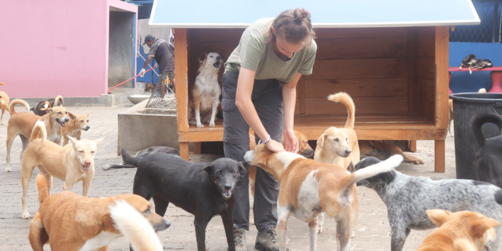 sri-lanka-dog-care-and-veterinary-assistance-new6