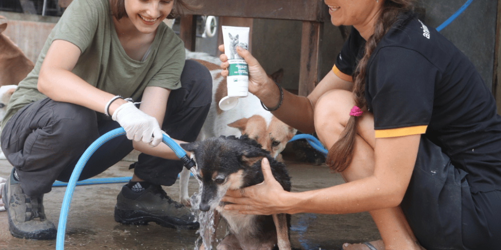 sri-lanka-dog-care-and-veterinary-assistance-new7