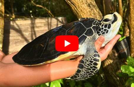 sri-lanka-sea-turtle-rescua-rehabilitation-main-upd-1