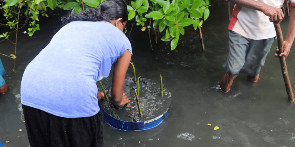 sri-lanka-sea-turtle-rescue-and-rehabilitation-eco-2