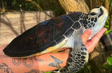 sri-lanka-sea-turtle-rescue-and-rehabilitation-main-new1
