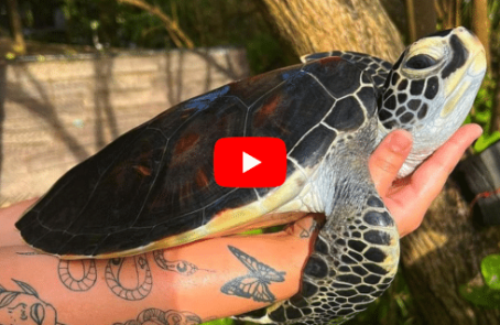 sri-lanka-sea-turtle-rescue-and-rehabilitation-main-new4