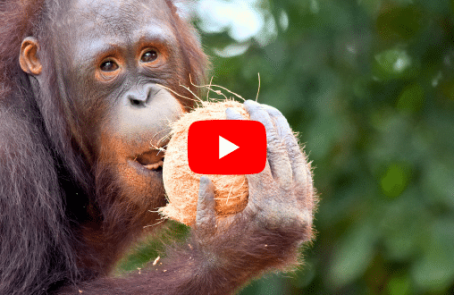 thailand-asian-wildlife-rescue-center-main-10