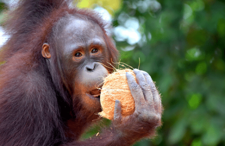 thailand-asian-wildlife-rescue-center-main4