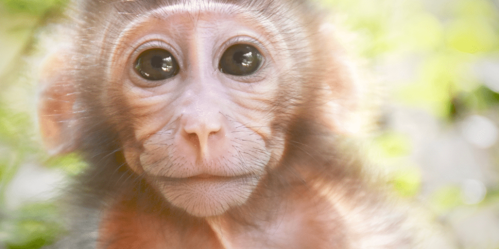 thailand-asian-wildlife-rescue-center11