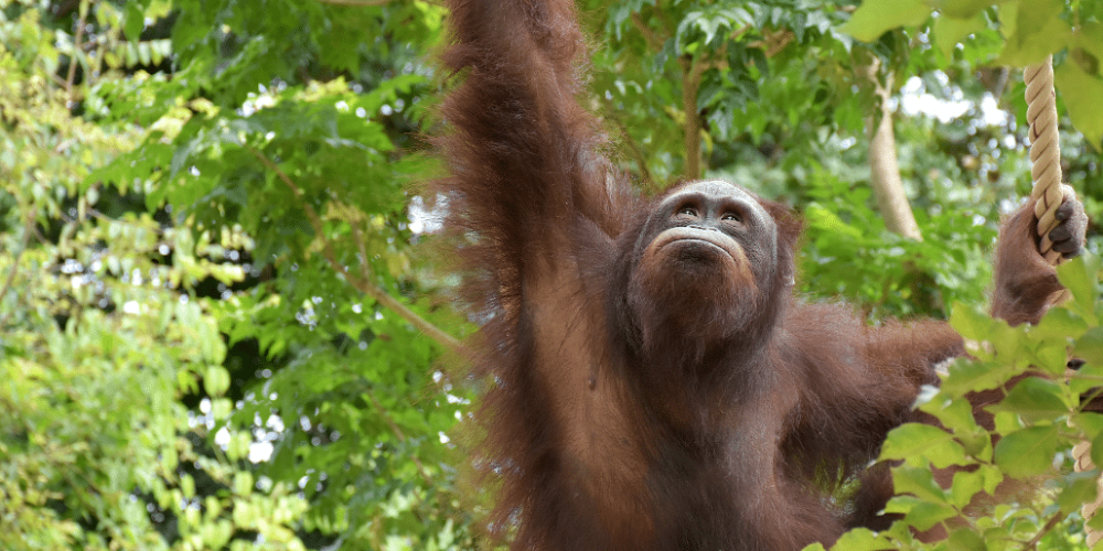 thailand-asian-wildlife-rescue-center15