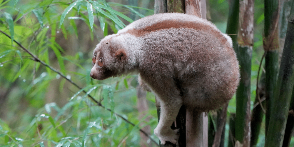 thailand-asian-wildlife-rescue-center3