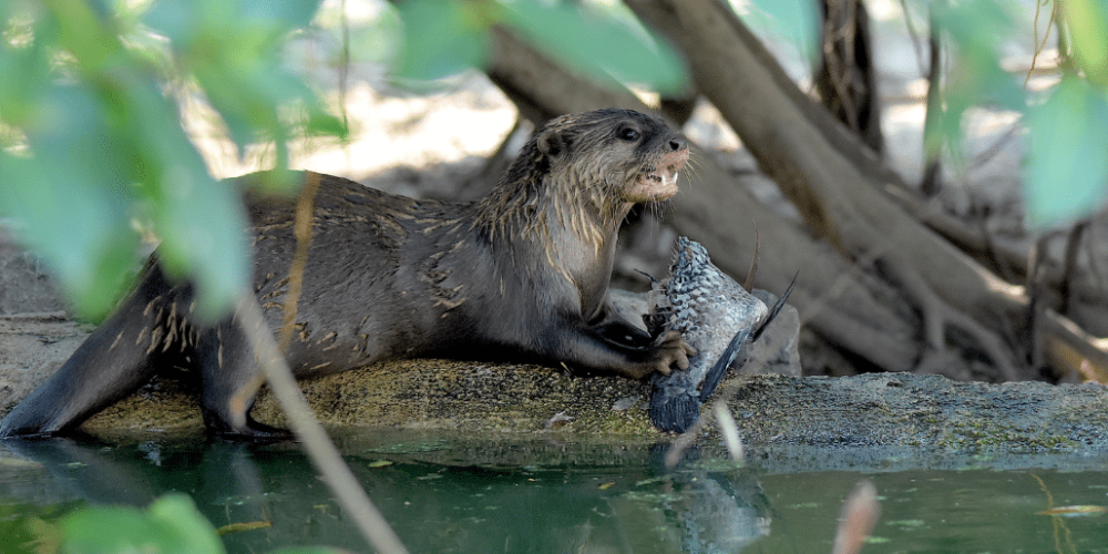 thailand-asian-wildlife-rescue-center6