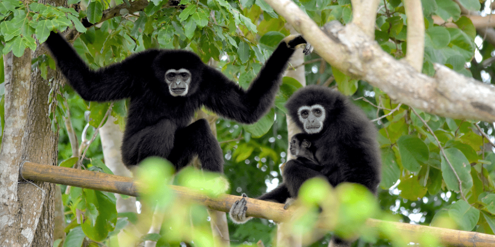 thailand-asian-wildlife-rescue-center8