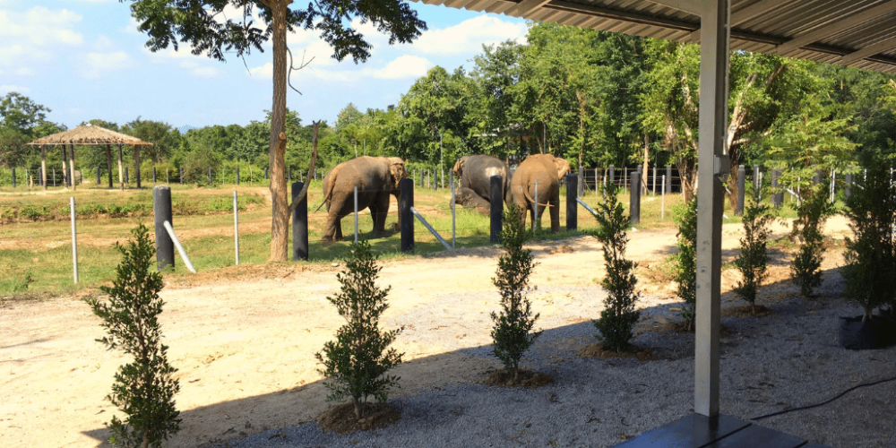 thailand-elephant-forest-refuge-acc-1