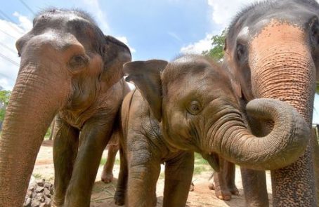 thailand-new-elephant-forest-refuge-main1