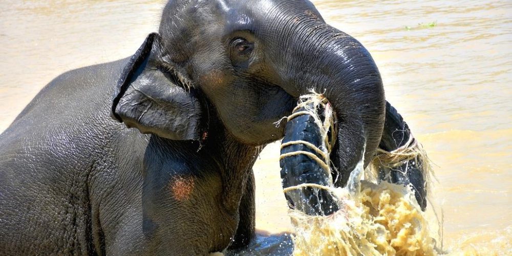 thailand-new-elephant-forest-refuge3