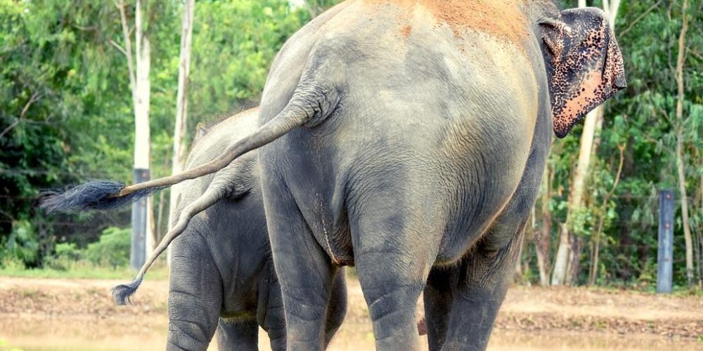 thailand-new-elephant-forest-refuge7