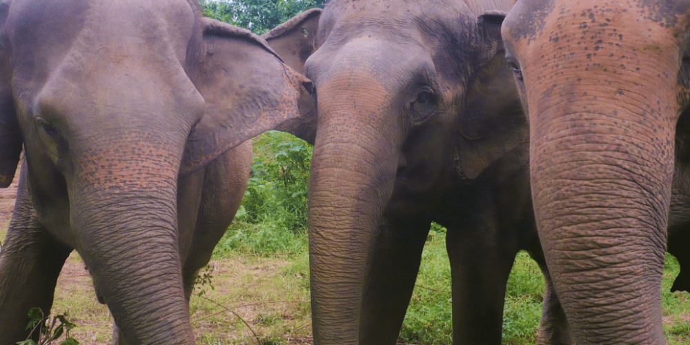 thiland-elephants-and-community-building-for-teenagers19