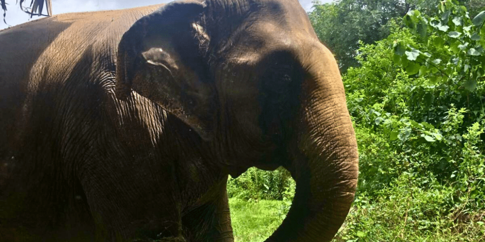 thiland-elephants-and-community-building-for-teenagers8