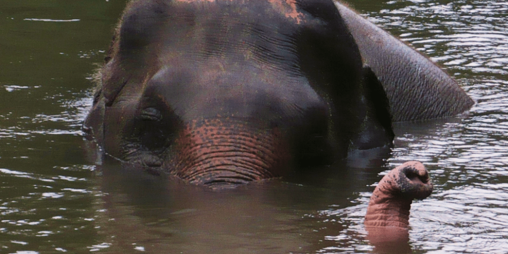 thiland-elephants-and-community-building-for-teenagers9