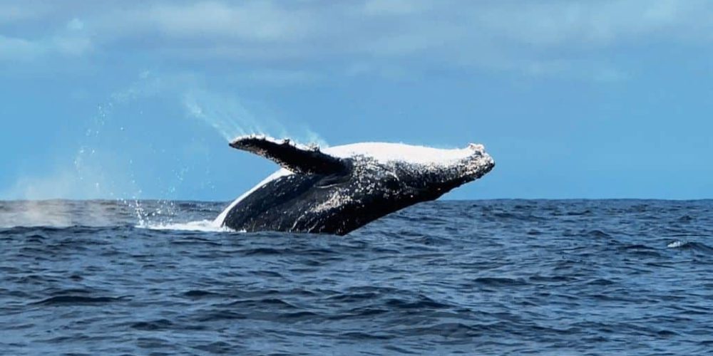 Ecuador - Humpback Whale Conservation 4