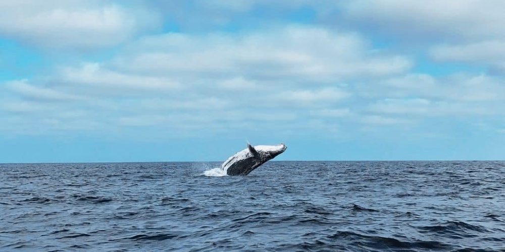 Ecuador - Humpback Whale Conservation 5