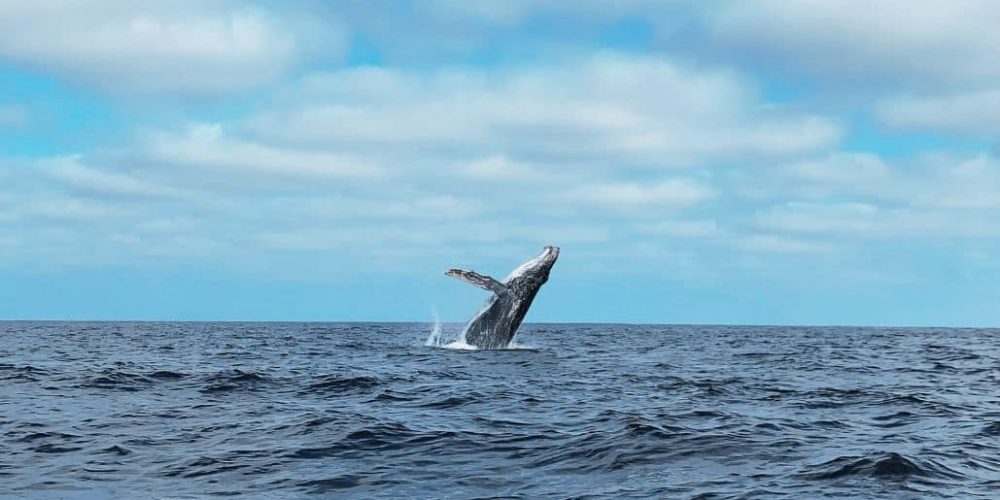 Ecuador - Humpback Whale Conservation 6