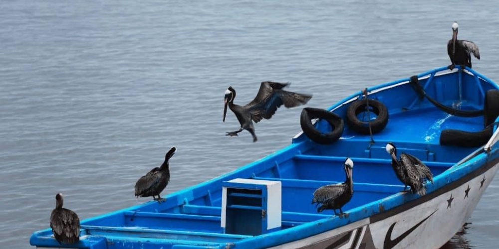 Ecuador - Humpback Whale Conservation 10