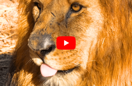 zimbabwe-african-wildlife-2025-main-4