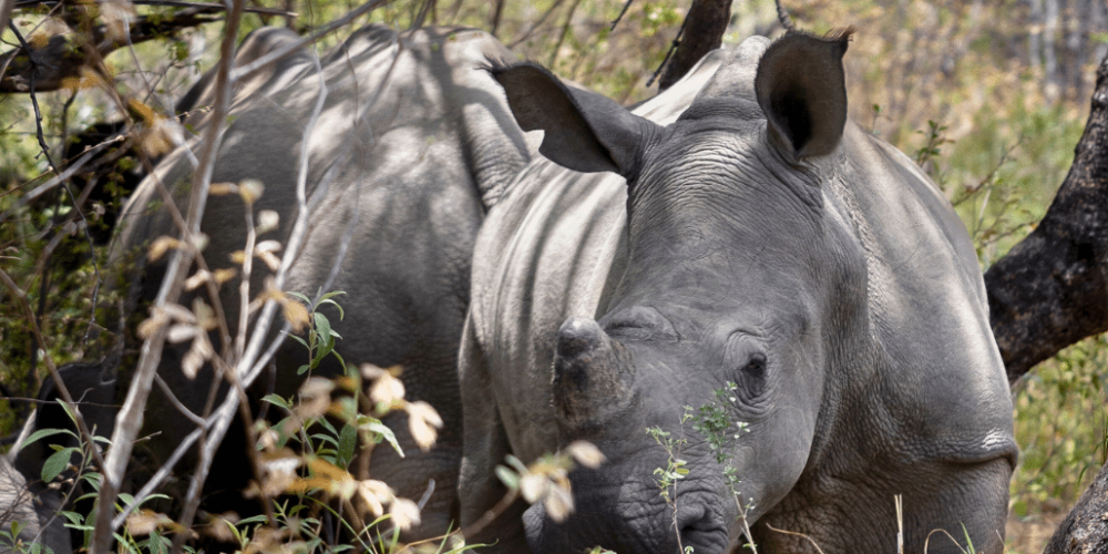 zimbabwe-pre-vet-african-wildlife-orphanage19