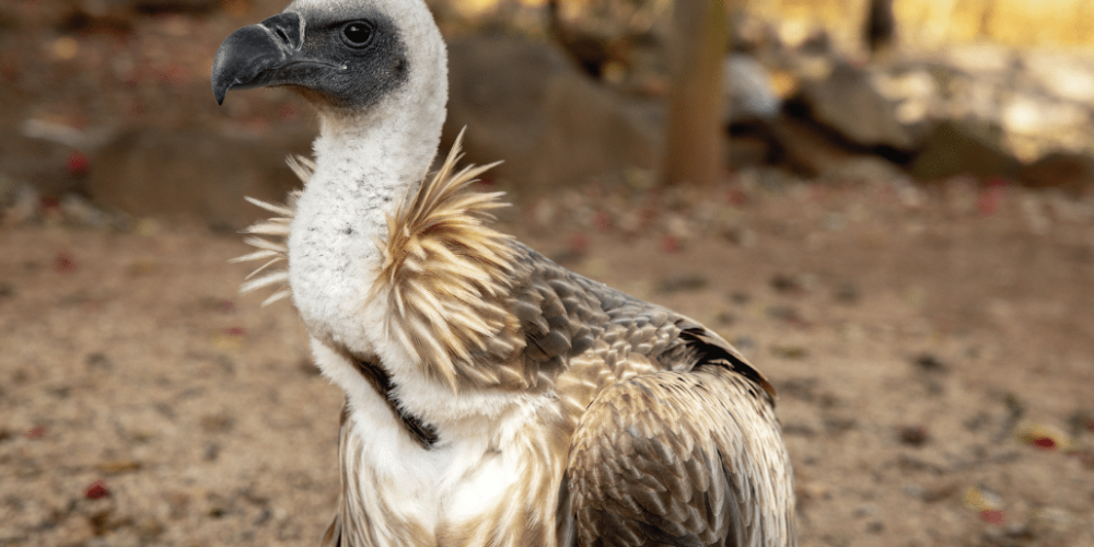 zimbabwe-pre-vet-african-wildlife-orphanage28