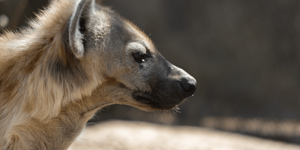 zimbabwe-pre-vet-african-wildlife-orphanage39