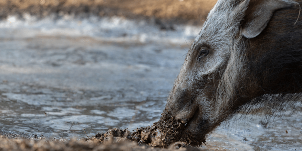 zimbabwe-pre-vet-african-wildlife-orphanage40