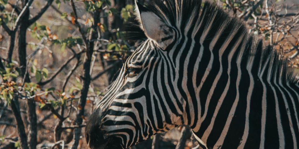 zimbabwe-pre-vet-african-wildlife-orphanage42