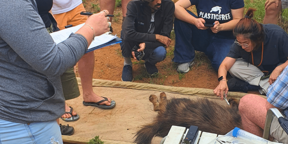 zimbabwe-pre-vet-african-wildlife-orphanage5