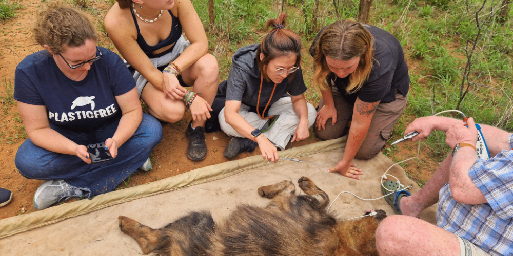 zimbabwe-pre-vet-african-wildlife-orphanage6